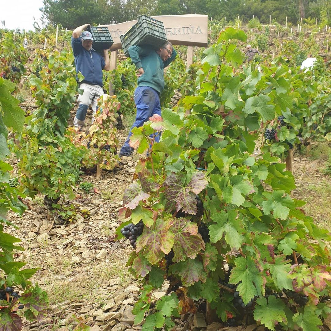 viticultura heroica